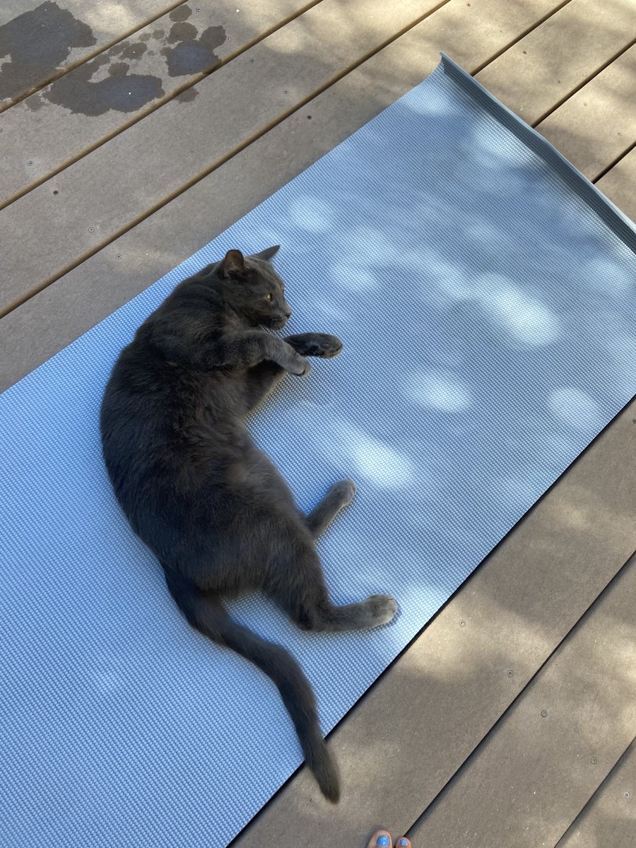 NoelleC's tweet photo. Cat- Cow 😆 https://t.co/DTv6zoYGV6