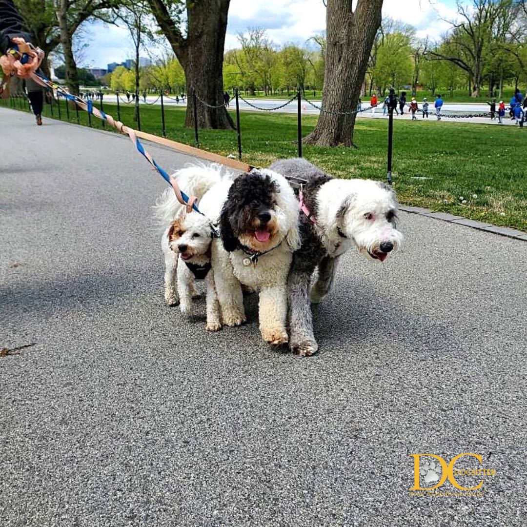 DC Dog Sitter tweet media