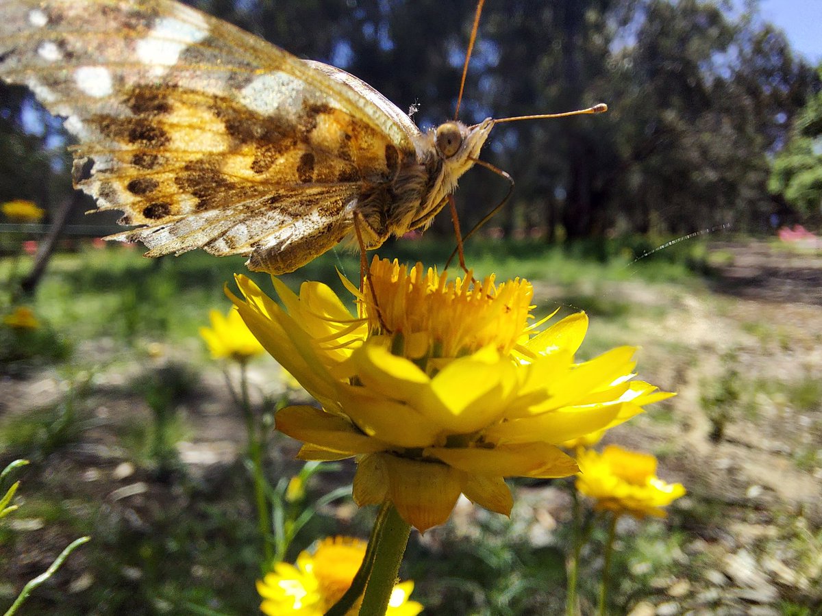 Do new home packages need #gardensforwildlife options? 
#greeningcities @NGIVictoria