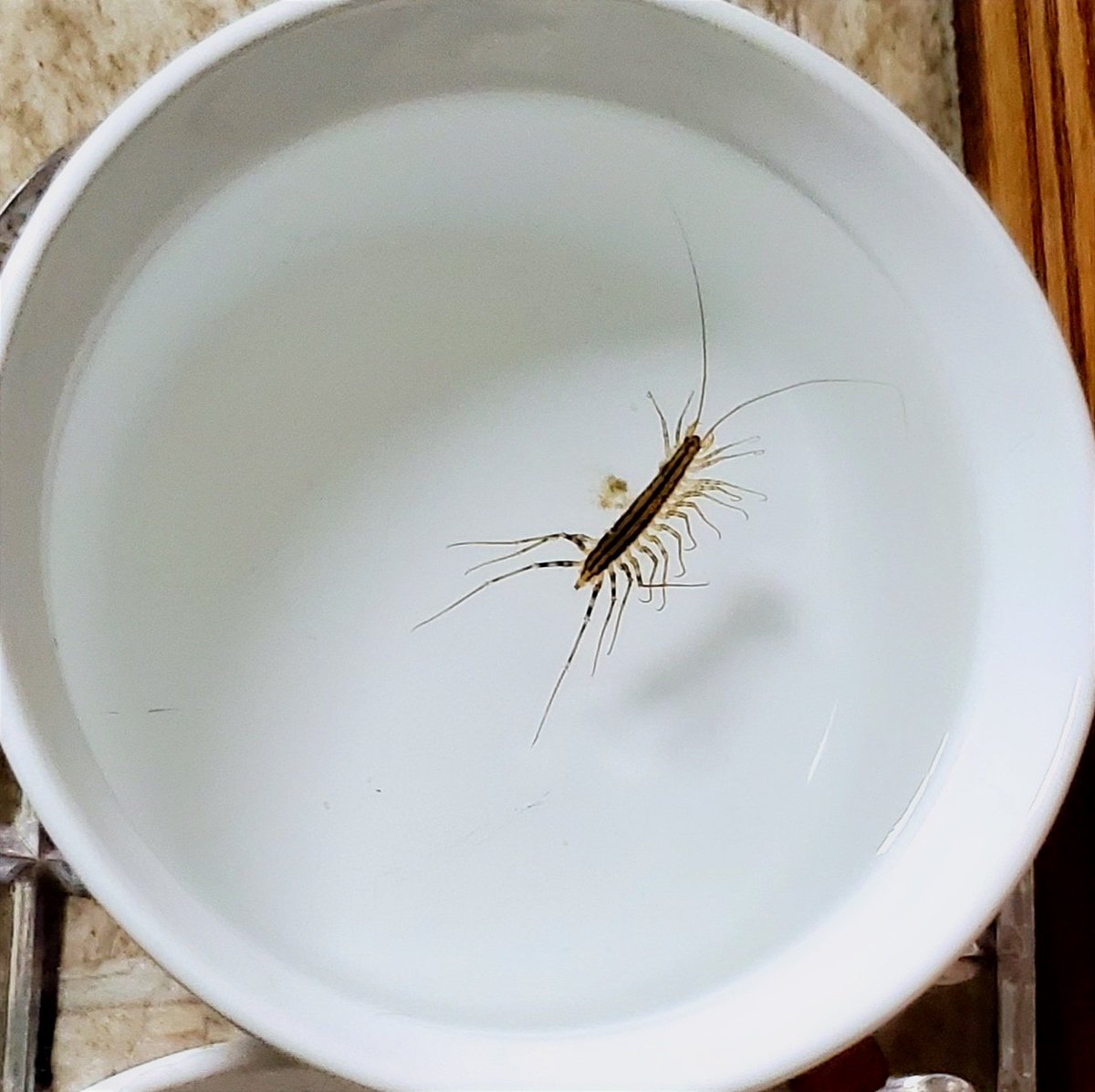 🐈⬛🐈 Paige, Mogwai, Scooby & 👼MrK 🐱 tweet media