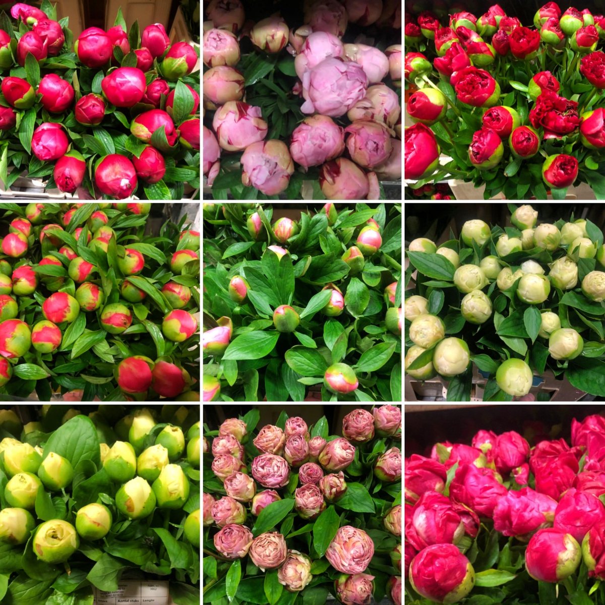 Mother's day is approaching!
Maybe some beautiful peonies?!!🥰💐