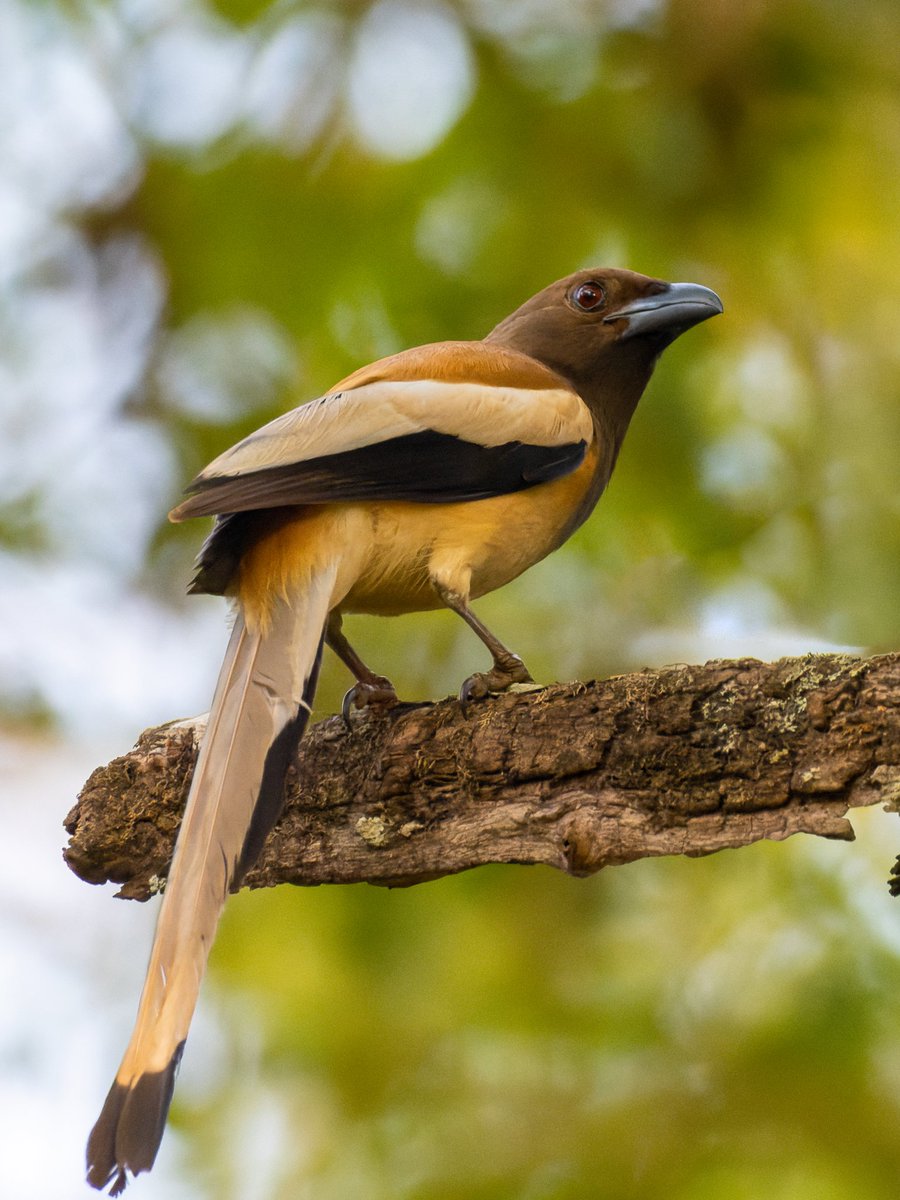 The curious #rufoustreepie shot this at K Gudi forest. #indiAves #birdphotography #BirdsSeenIn2022 #birdwatching #BirdTwitter
