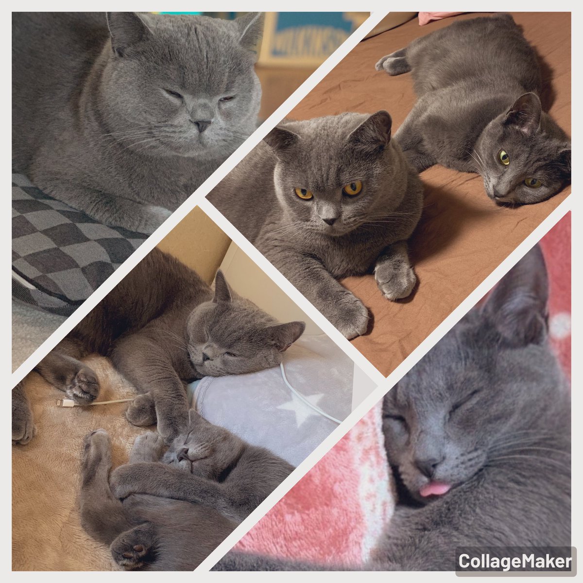 akit_an0501's tweet photo. 我が家の愛猫2匹🐈✨

この写真じゃ収まらないくらい
溺愛しすぎてるウチの子🥺💓

アグルちゃん3歳♂
ロキアくちゃん 1歳 ♂

2人ともグレーでちょっと分かりにくいかもしれないけど…
飼い主には分かる。うん♡

いつまでも、そばにいるからね😌💞 https://t.co/t1tBtEGbaW