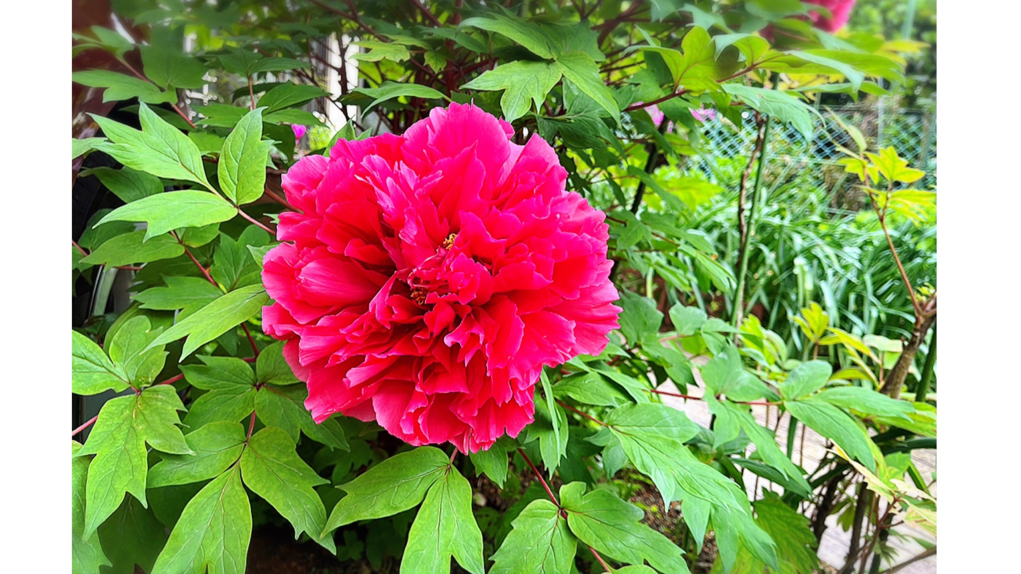 流山市 さくら歯科 牡丹の季節 毎年この季節になると歯科衛生士nの自宅玄関先に牡丹の花が咲きます 牡丹の花開花 ボタン T Co U2z3a1tlou Twitter