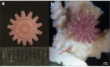 Sven Uthicke (@suthicke) on Twitter photo Excited to see our paper on CoTS juveniles out so quickly: Coral species available change when juveniles transition to a coral diet! Great study led by <a href="/CoralReefRachel/">Rachel Neil</a> and <a href="/klesita/">Dr K-le Gomez</a> ..done at <a href="/SeaSim_AIMS/">SeaSim</a> <a href="/aims_gov_au/">Australian Institute of Marine Science</a>
rdcu.be/cLMVh
link.springer.com/article/10.100… Excited to see our paper on CoTS juveniles out so quickly: Coral species available change when juveniles transition to a coral diet! Great study led by <a href="/CoralReefRachel/">Rachel Neil</a> and <a href="/klesita/">Dr K-le Gomez</a> ..done at <a href="/SeaSim_AIMS/">SeaSim</a> <a href="/aims_gov_au/">Australian Institute of Marine Science</a>
rdcu.be/cLMVh
link.springer.com/article/10.100…