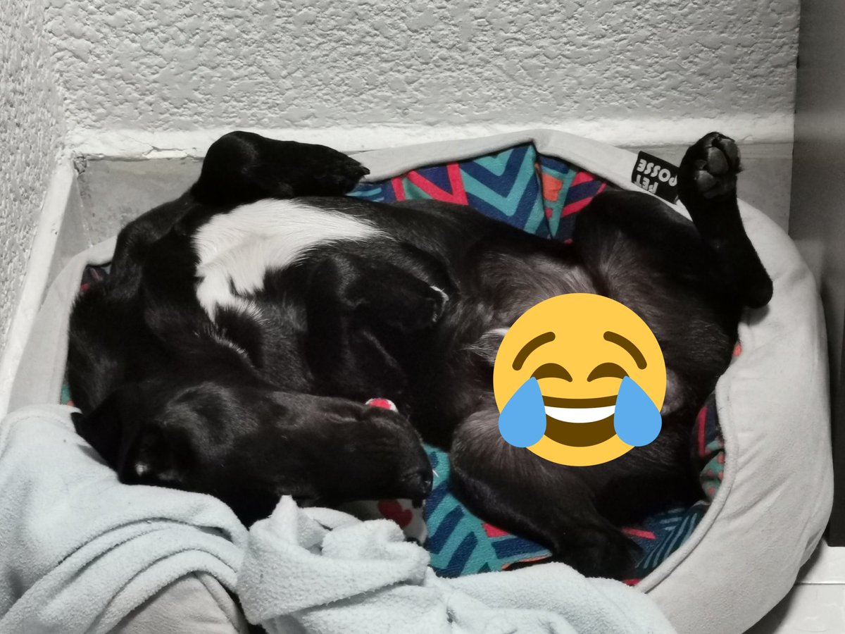 misteos's tweet photo. nunca entenderé como este wey no se pinches contractura https://t.co/ltAV1fgIU6