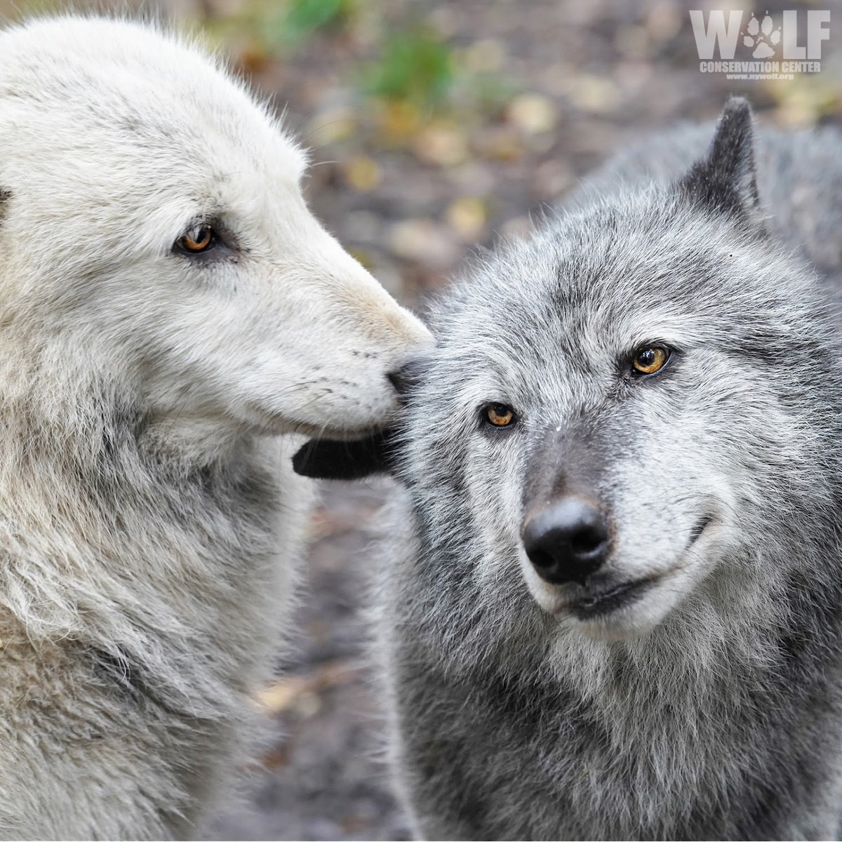 Wolf Conservation Center 🐺 tweet media