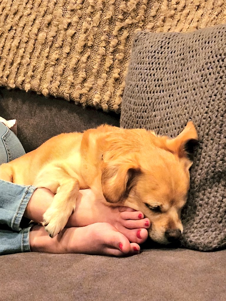 I know there's a pillow right there but these work too and now Mama can't escape! #paintedtoes #naps #dogsoftwitter
