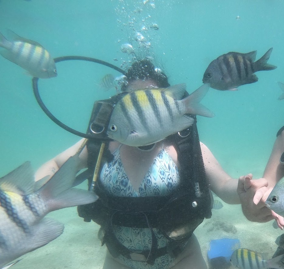 icebox a famosa geladeira tweet media