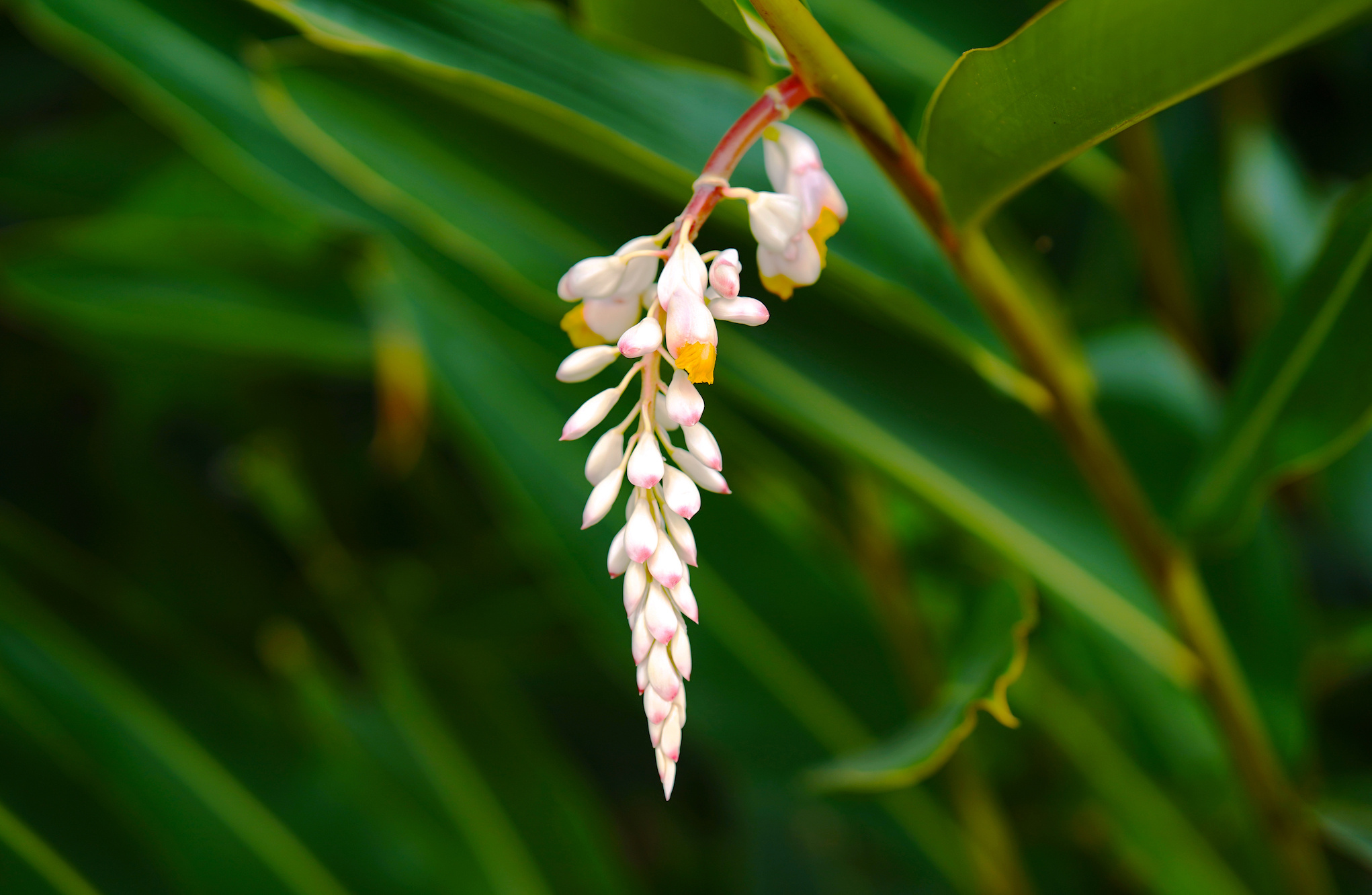 تويتر 沖縄clip على تويتر 沖縄はうりずんの季節を迎え 植物は生き生きと枝を伸ばし花を咲かせています 竹富島では 月桃の花がほころび始めました もっと沖縄を知りたい人はこちらhttps T Co Buzzvgu15c 沖縄clipフォトライター 水野 暁子 Okinawaclip 沖縄 تويتر 沖縄clip على تويتر 沖縄はうりずんの季節を迎え 植物は生き生きと枝を伸ばし花を咲かせています 竹富島では 月桃の花がほころび始めました もっと沖縄を知りたい人はこちらhttps T Co Buzzvgu15c 沖縄clipフォトライター 水野 暁子 Okinawaclip 沖縄