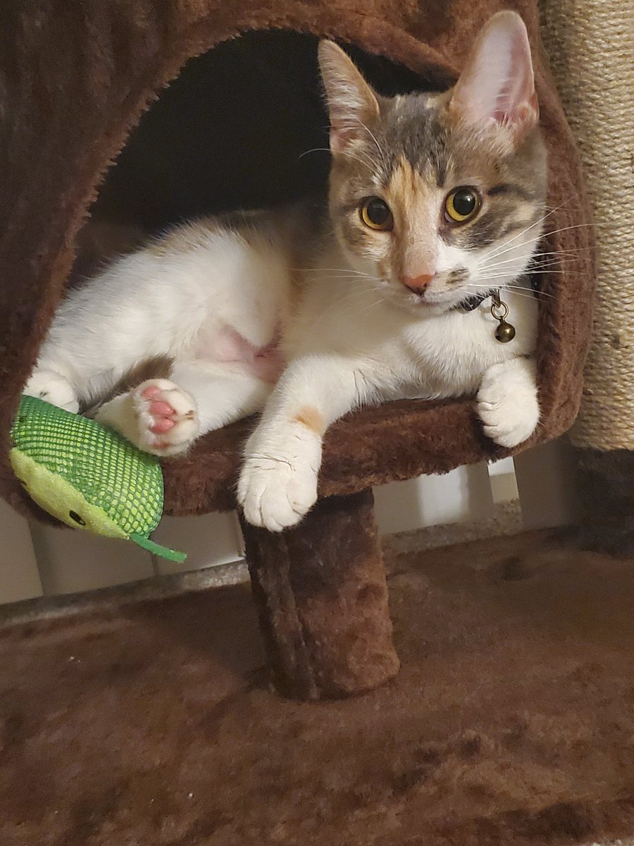 evemuppetshow's tweet photo. @JulieBlueberry_ My cat Toast! 🥰 https://t.co/mSIDjZqtM4