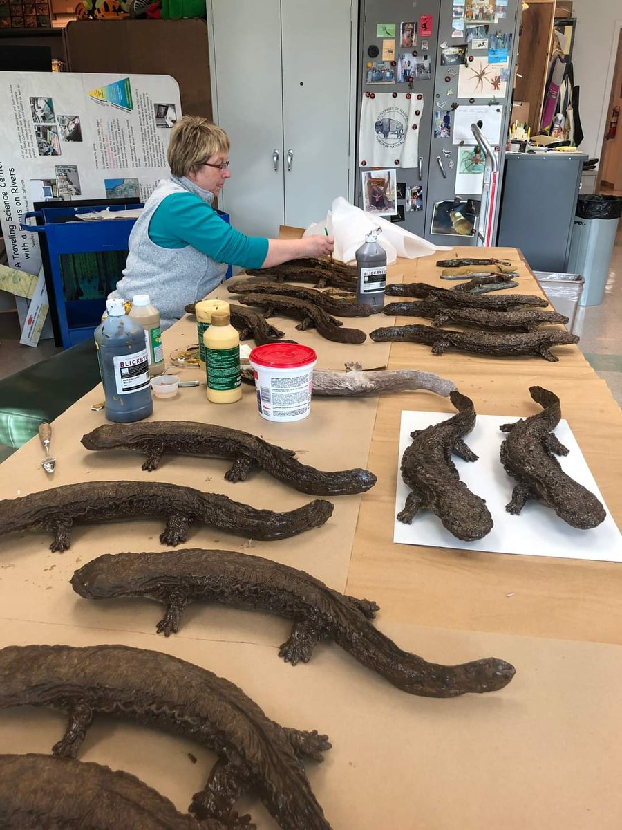 INHSPACELab's tweet photo. Scientific artist/field technician Patty Dickerson joined the PaCE Lab in 2016 but began her career at the INHS in 1998. She assists with TSC programs, casts and hand paints realistic models and assists with biotic surveys. 

#INHSPaCELab #INHS #scicomm

https://t.co/18AwdQ3rp4 https://t.co/7n8ZM8mjAw