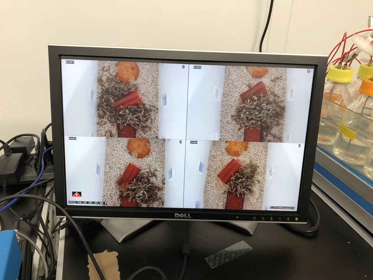 igelkase's tweet photo. It’s actually happening (I swear this is the final setup). Multiple substances, multiple doses, group housed, and continuously monitored. Preprint with specs and code coming this summer (hopefully). Happy 420 to us and the mice! #OpenScience #RFID #polysubstance #SITlab https://t.co/dAq934wKLC