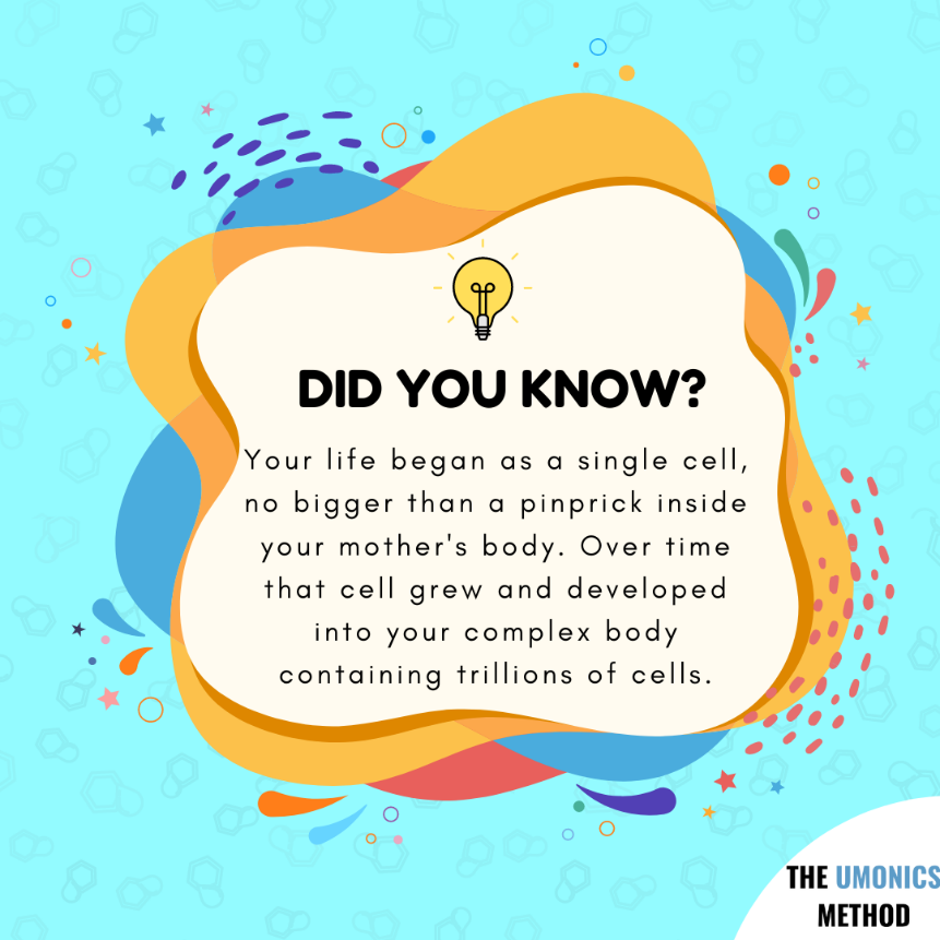 umonics's tweet image. Did you know that we developed from a single cell into a complex body with trillions of cells?

Watch out for our students reciting the Human Life Cycle in order, using the Umonics Method memory techniques!

Website link: umonicsplus.com

#Human #Humanlife #Humanlifecycle