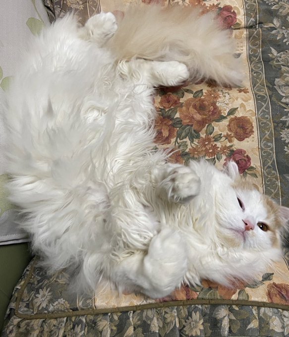 うちのグラビアアイドル。得意ポーズは『腹見せ』
というか基本的にこのポーズでいつもゴロゴロしてます