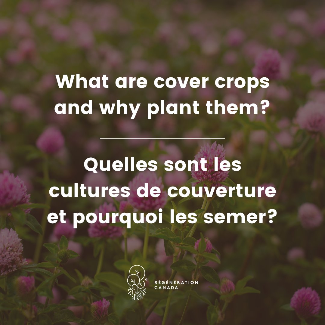 regenerationcan's tweet photo. What are cover crops and why plant them?โ
It's #NationalSoilConservationWeek!
#Covercrops play an important role in increasing overall soil quality and productivity.
Learn more in our blog post: https://t.co/8pc96OONzX https://t.co/JqBxsw2Fcy
