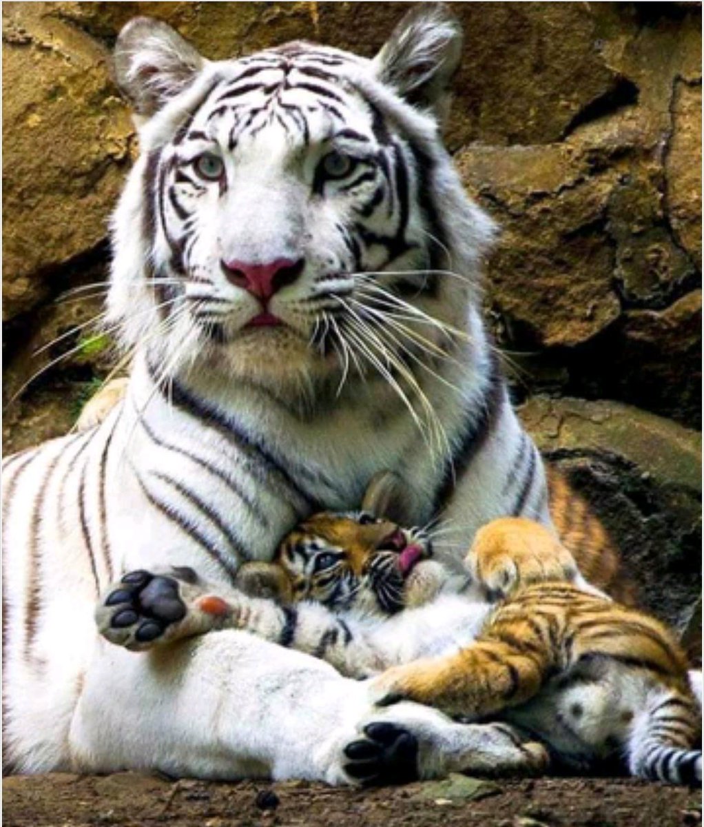 Cleber C Generoso (@clebergeneroso) on Twitter photo 
