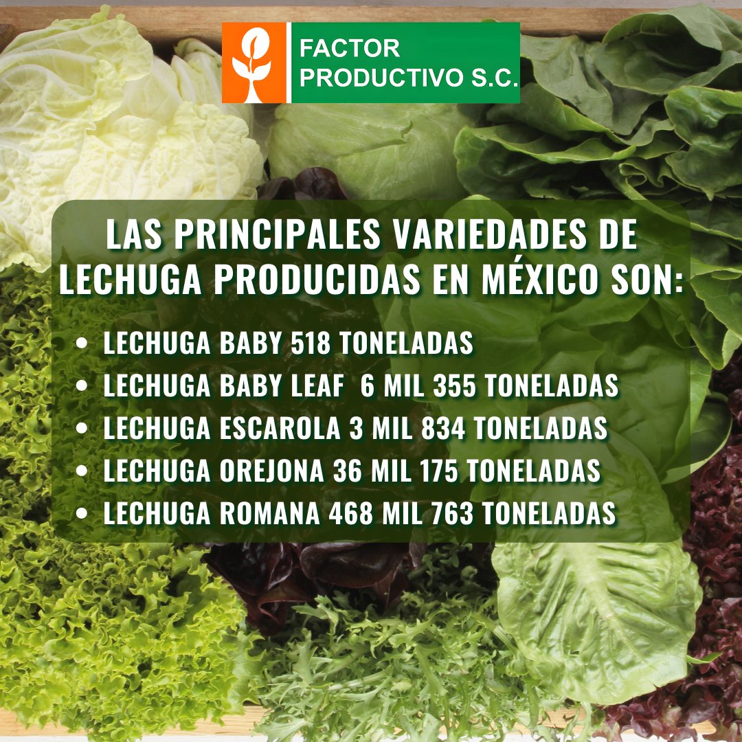 factorprod's tweet photo. 🥬Los estados productores de  𝙇𝙚𝙘𝙝𝙪𝙜𝙖 son: 
𝗚𝘂𝗮𝗻𝗮𝗷𝘂𝗮𝘁𝗼 con 𝟭𝟴𝟭 𝗺𝗶𝗹 𝘁𝗼𝗻𝗲𝗹𝗮𝗱𝗮𝘀
𝗭𝗮𝗰𝗮𝘁𝗲𝗰𝗮𝘀 con 𝟳𝟵 𝗺𝗶𝗹 𝘁𝗼𝗻𝗲𝗹𝗮𝗱𝗮𝘀 
𝗣𝘂𝗲𝗯𝗹𝗮 con 𝟲𝟲 𝗺𝗶𝗹 𝘁𝗼𝗻𝗲𝗹𝗮𝗱𝗮𝘀 
𝗔𝗴𝘂𝗮𝘀𝗰𝗮𝗹𝗶𝗲𝗻𝘁𝗲𝘀 con 𝟰𝟲 𝗺𝗶𝗹 𝘁𝗼𝗻𝗲𝗹𝗮𝗱𝗮𝘀 https://t.co/VrukP4YpmF