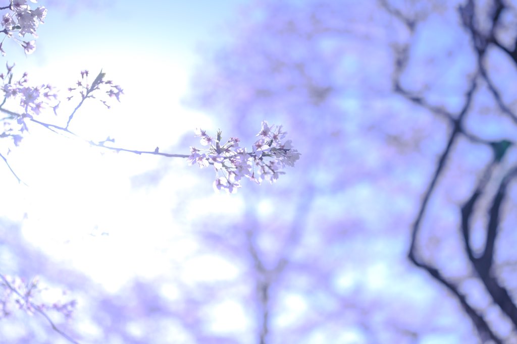 TaKa_EM_A's tweet photo. 今年の桜🌸 https://t.co/2E1S2il1h0