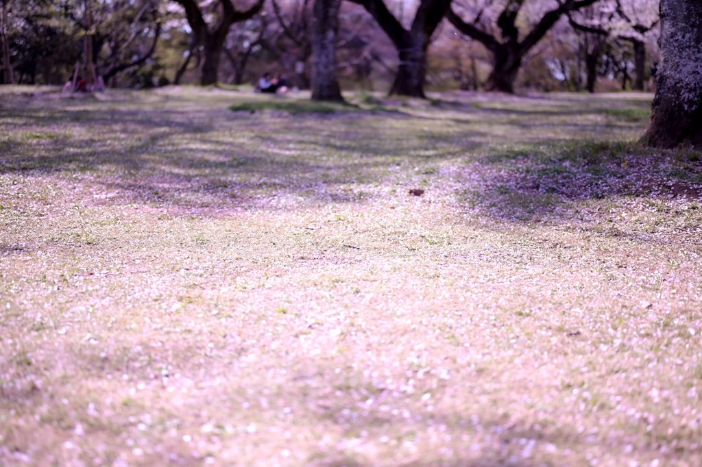 TaKa_EM_A's tweet photo. 今年の桜🌸 https://t.co/2E1S2il1h0