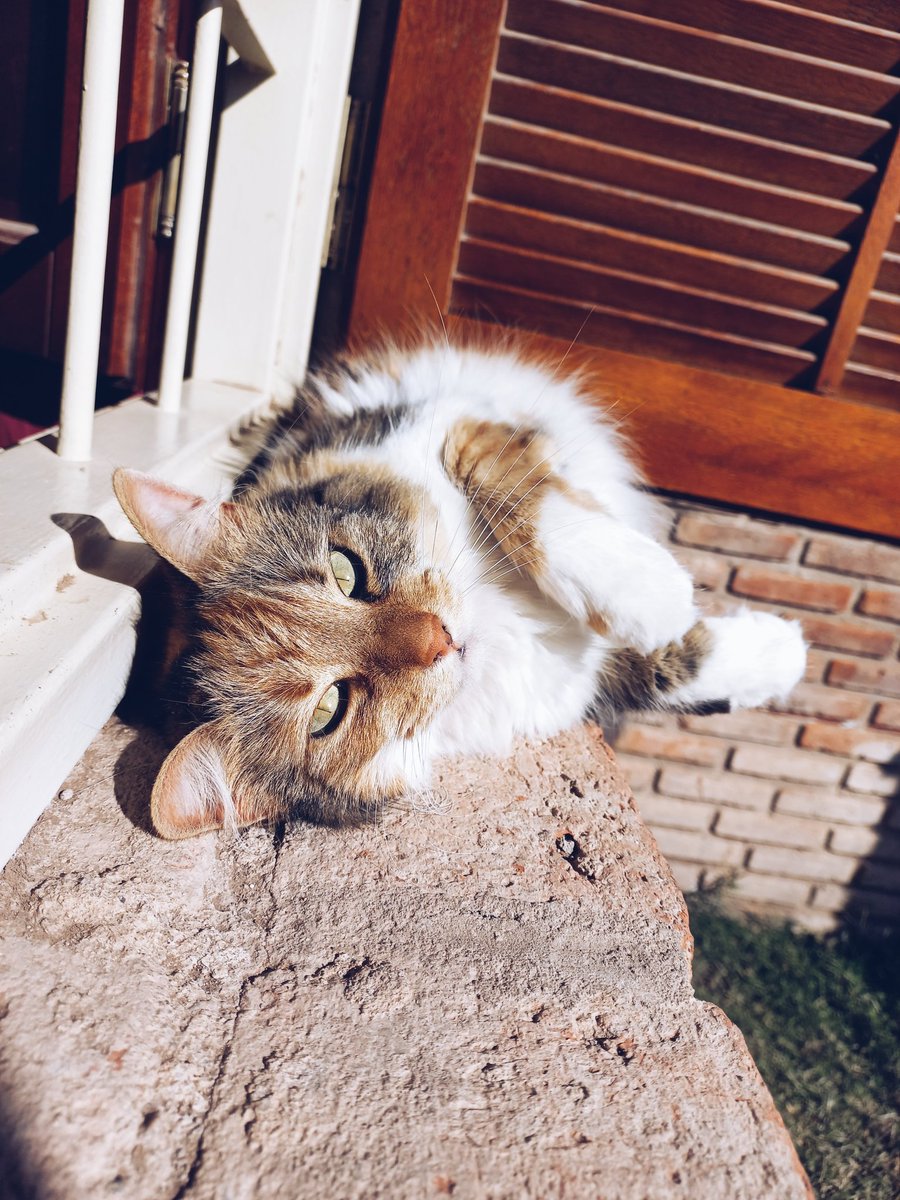 Agoss_tito's tweet photo. Mi bebé es la más hermosa🤍 https://t.co/U4qoRxqvml