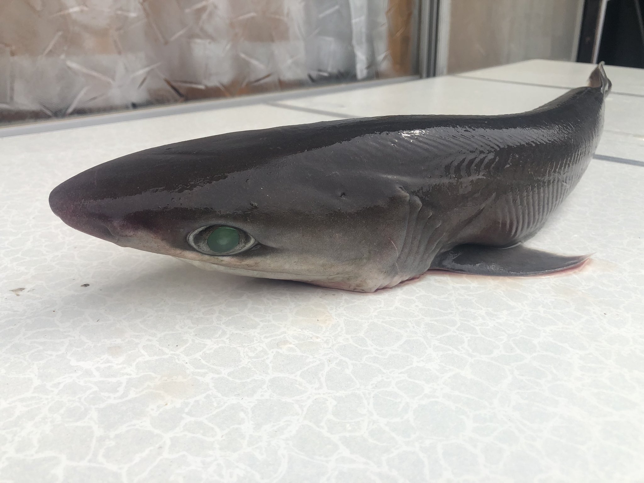 טוויטר 深海鮫 החיפוש של טוויטר