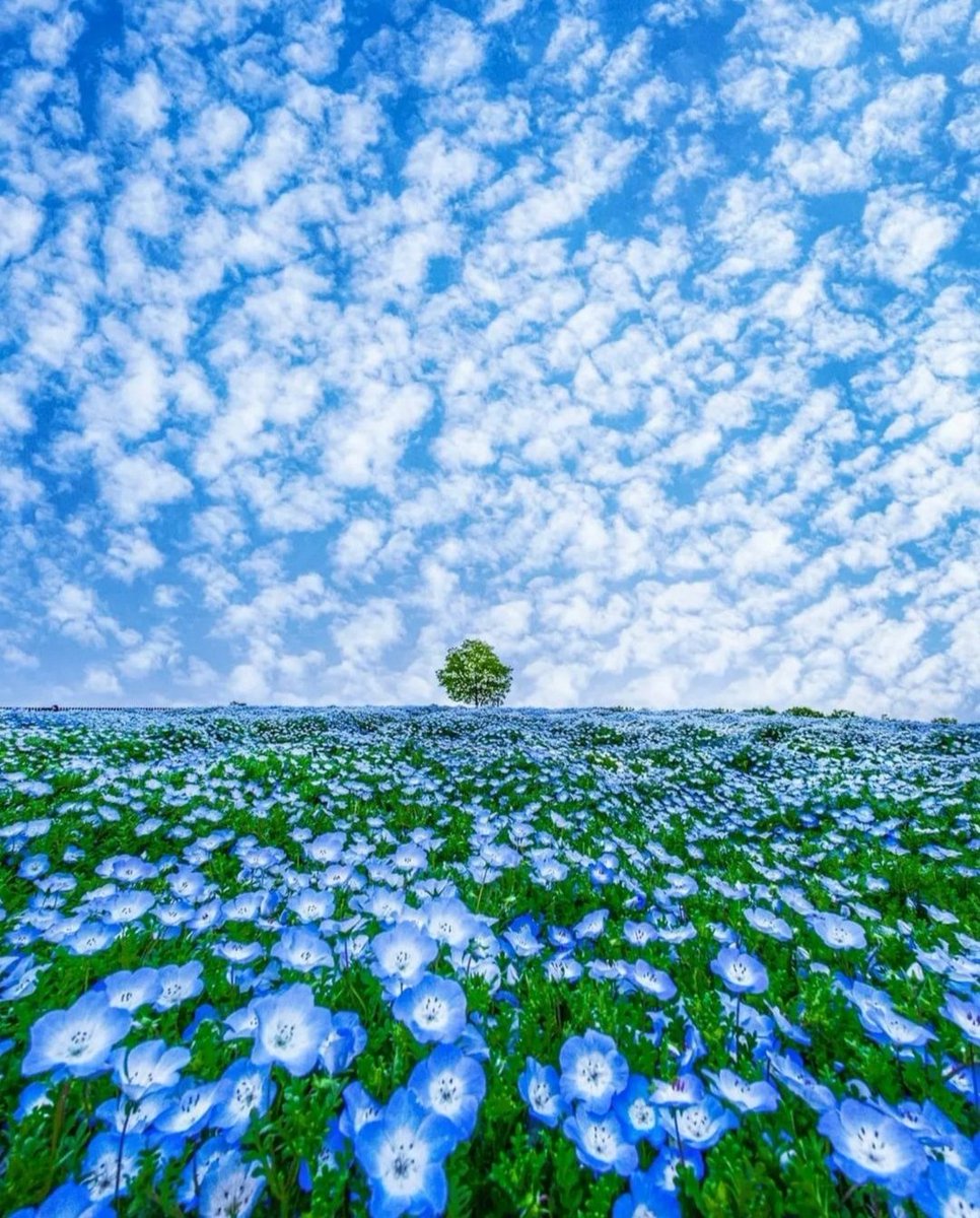 luvimoa's tweet image. 