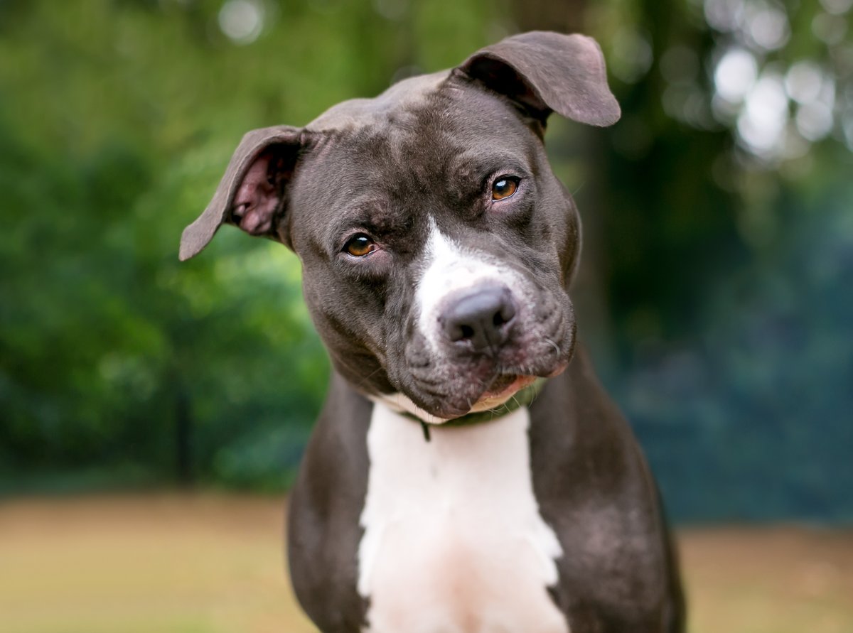 AnimalPlanet's tweet photo. Like this if you love pit bulls 🐶 🤍

Stream #PitBullsandParolees on @discoveryplus to learn more about these wonderful dogs.

📷: Mary Swift https://t.co/TmV1hqYbvM
