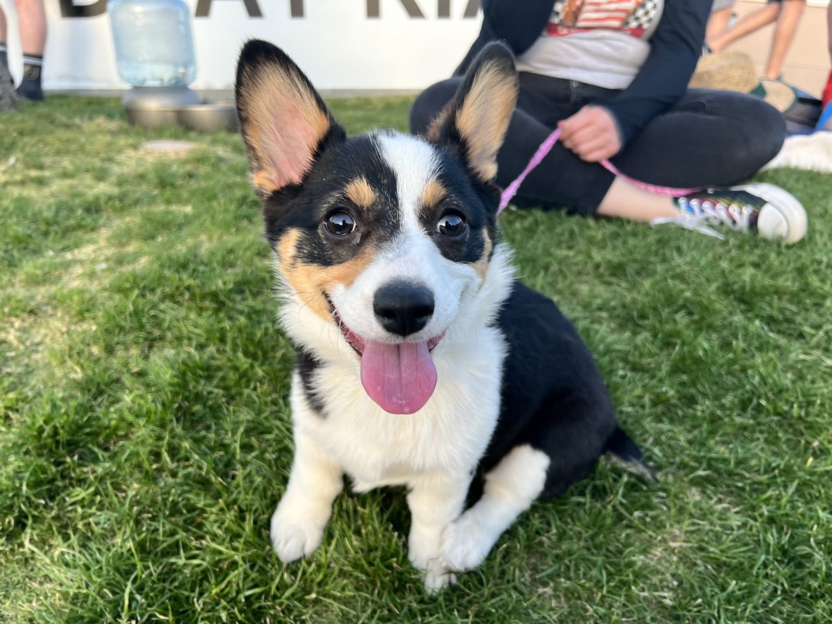 AviatorsLV's tweet photo. So many snoots to boop 💛 https://t.co/M5m00s9Fdg
