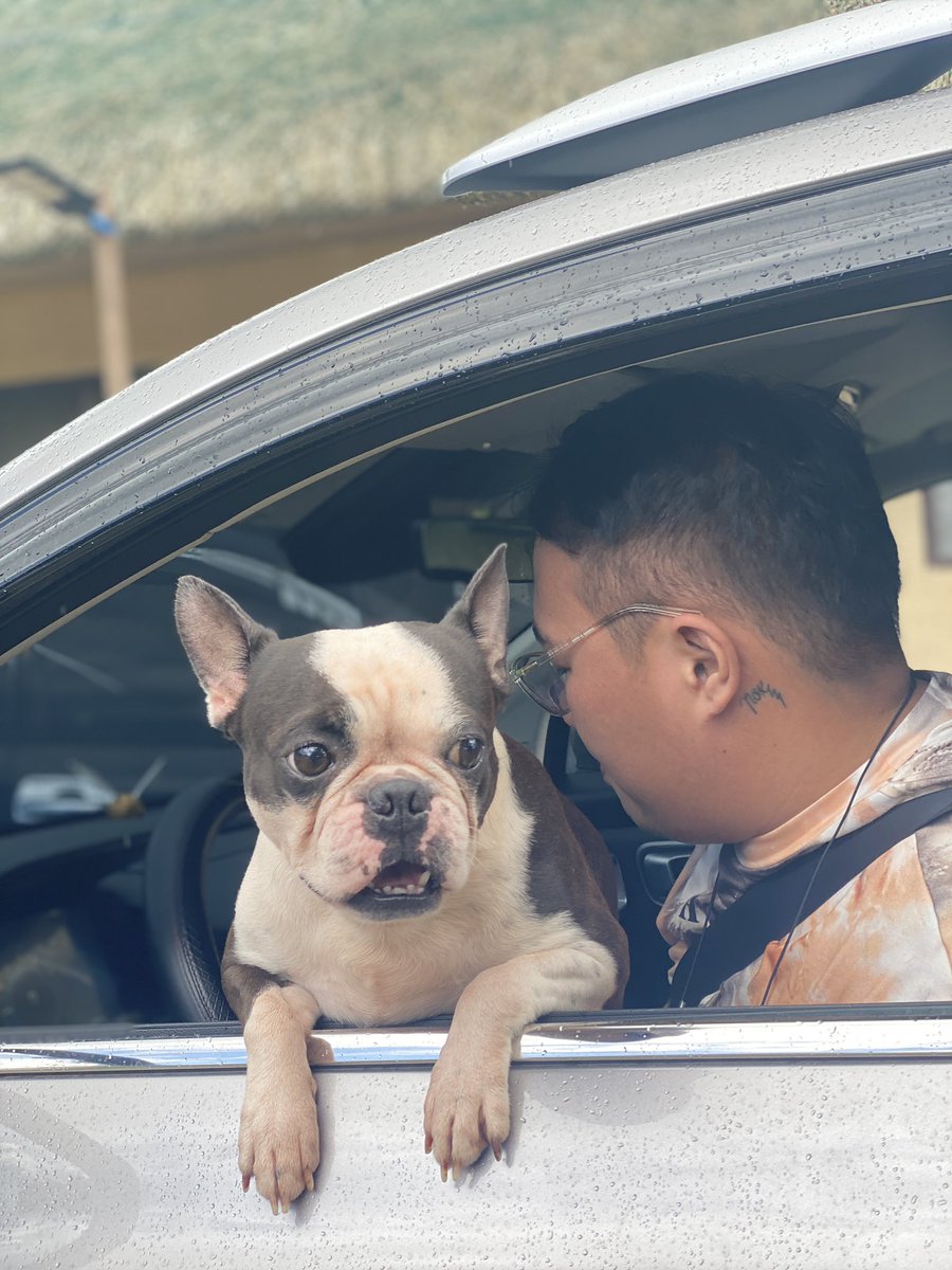 mercemarie's tweet image. It’s my Jackson’s 5th birthday today…so is he 35yo in dog years? Anyway, I’m just really grateful for his existence because he has saved me in so many ways 💖 #RobreDogs #PetsForLeni