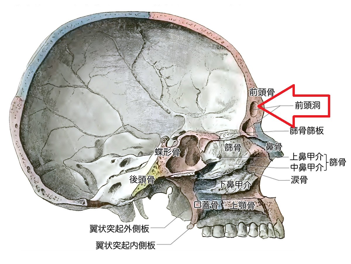 ゴールデンカムイの鶴見中尉は 脳の汁が漏れてるわけじゃないという事を真剣に考察する人々 鼻水かもしれない Togetter