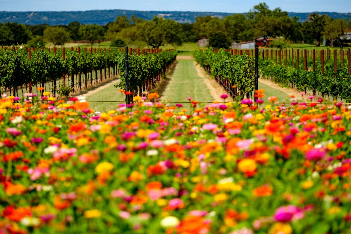 15 Top Texas Wineries You Need to Visit bit.ly/3Lfwy4k by <a href="/USNewsTravel/">U.S. News Travel</a> #travel #traveltips #Travel <a href="/winewankers/">The Wine Wankers 🍾🤛🎉🥂</a> <a href="/Friscokid49/">Texas Wineaux</a> <a href="/TexasWineMarket/">Texas Wine Market</a> <a href="/texas_festival/">North Texas Wine Festival</a> <a href="/FallCreekWines/">Fall Creek Vineyards</a> <a href="/DuchmanWinery/">Duchman Winery</a> <a href="/KuhlmanCellars/">Kuhlman Estate</a> <a href="/BBranchWinery/">Bending Branch Winery</a> <a href="/Messina_Hof/">Messina Hof Winery</a> <a href="/SpicewoodWine/">Spicewood Vineyards</a> <a href="/BeckerVineyards/">Becker Vineyards</a>