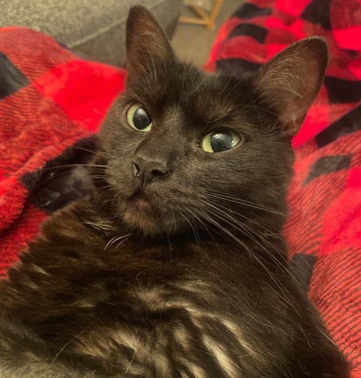 Happy #whiskerwednesday 🐱 Those are some beautiful whiskers, Jinx! 😻