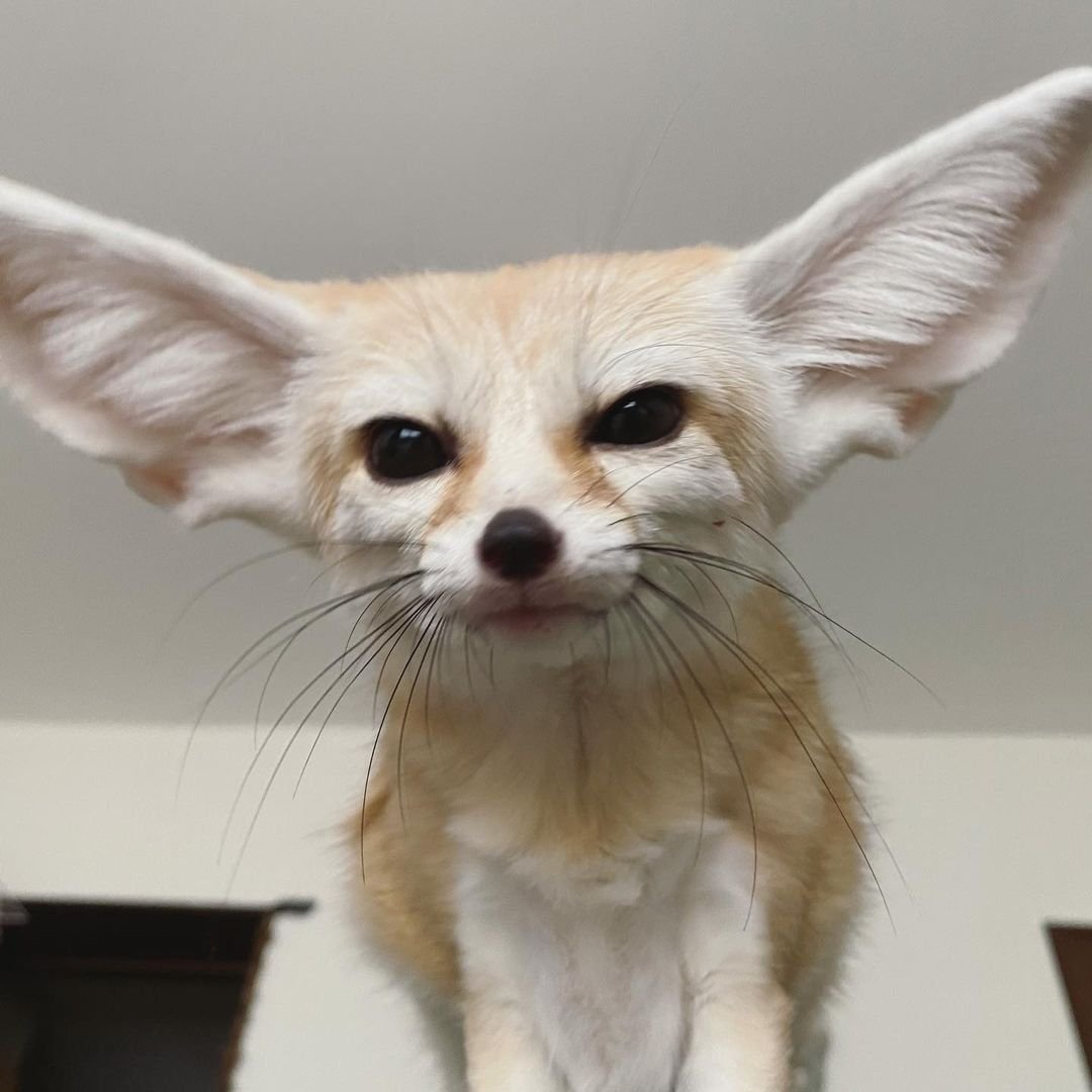 FennecsDaily's tweet photo. https://t.co/sqj0ljIjh6