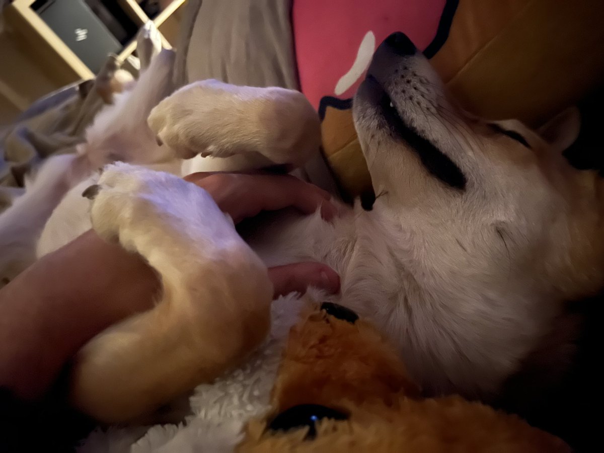 WhiteZunder 🦊 tweet media