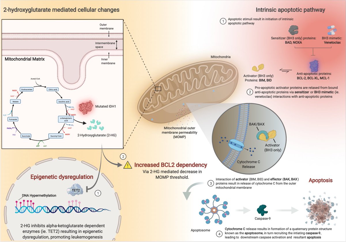 CLachowiez's tweet photo. Ever wondered why IDH-mutated AML is sensitive to venetoclax? Expanding the prior figure: ⏫2-hydroxyglutarate production👉 drives leukemogenesis, but ‼️ ⏬ threshold for mitochondrial outer membrane permeability👉 ⏫BCL2 dependence for survival. @KMirza @sanamloghavi @NepheliR https://t.co/iHFtnEwVFP