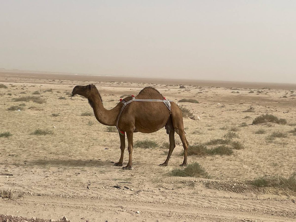 In a land of a million camels…