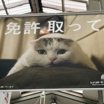 素直すぎるw「免許の広告になぜ猫？」それは「バズるから」
