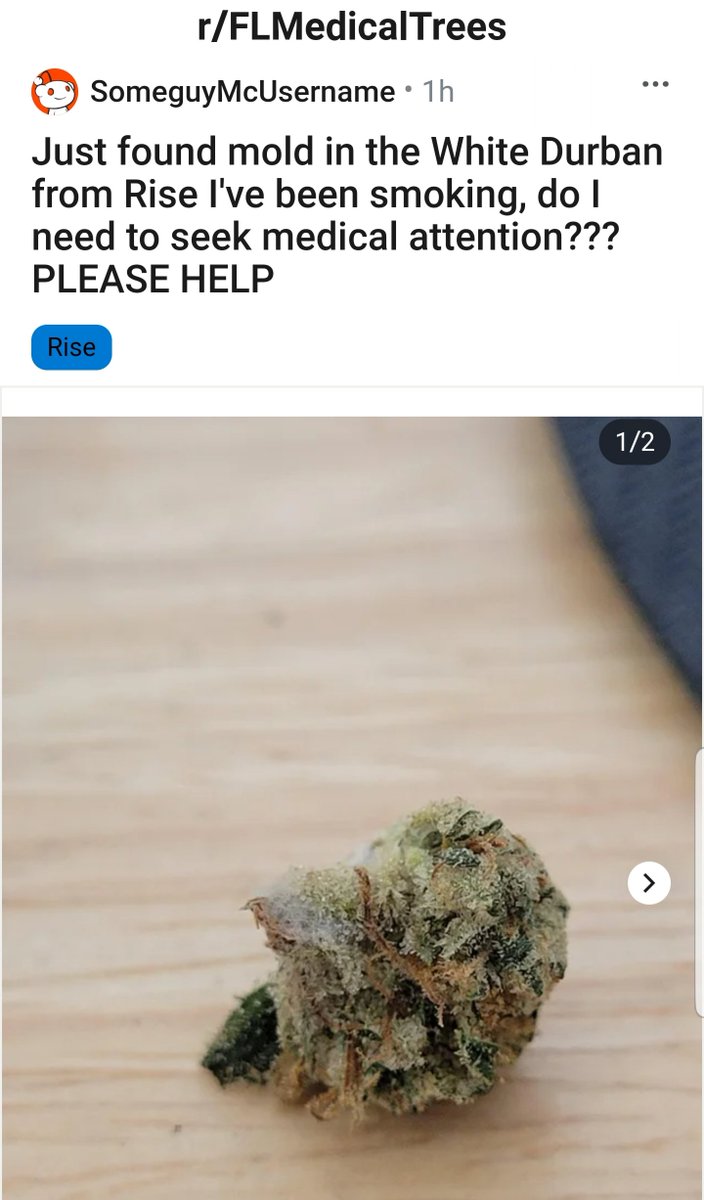 InfluenceFL's tweet photo. 🚨 MOLDY FLOWER 🚨
WHITE DURBAN 
@risecannabis 
@HealthyFla https://t.co/M8r2oeExsn