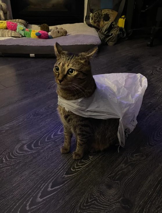 ShowYourCat's tweet photo. https://t.co/zzhbYz2qx1