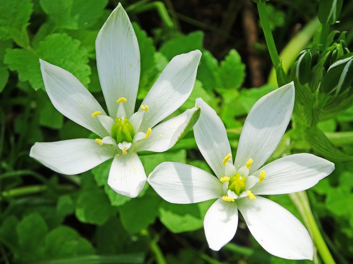 新宿御苑の入園時間 9:00am-4:00pm(4:30pm閉門)】 春から初夏にむかう