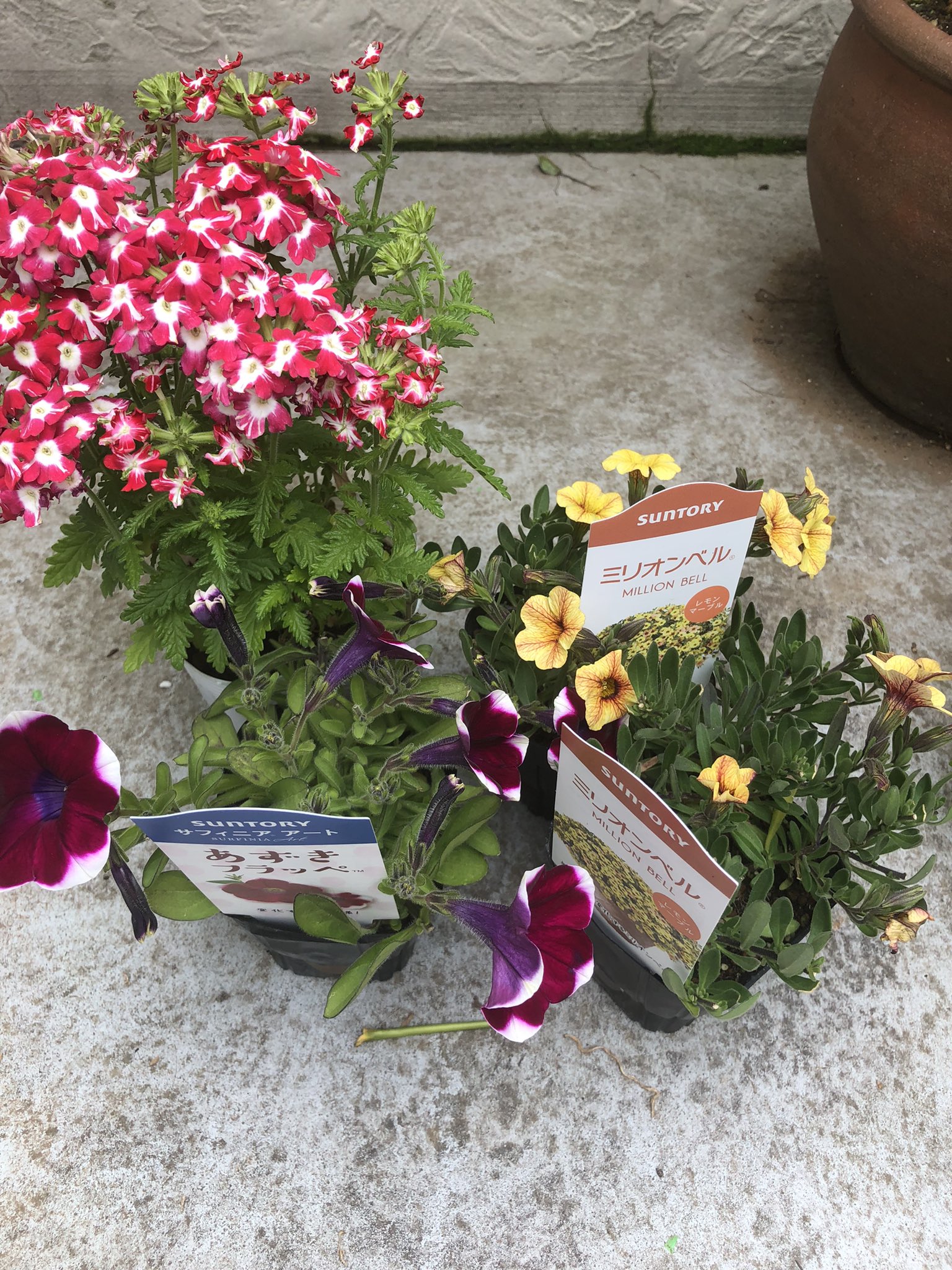 Gibbon 今日は暖かいですね こんな日は野良仕事 プレゼント用に花の苗を買ってきました サントリーフラワーズの ミリオンベルとサフィニアアートあずきフラッペ それにバーベナです ミリオンベルだけ鉢に植え替えました 楽しいな Bgmはエルトン