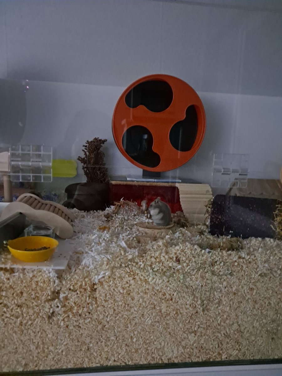 혈육이 새벽에 물 마시러 나가다가 마주친 주인님....................... 저 쉼터 위에서 미어캣 하고 있었다구 함🥺🥺🥺🥺🥺