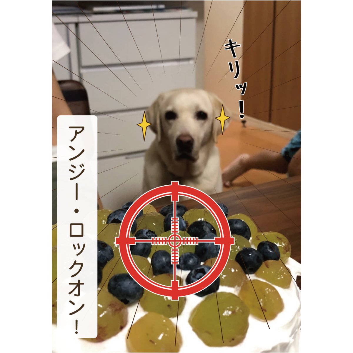 盲導犬アンジーの真剣な目 のイラスト マンガ コスプレ モデル作品 1 件 Twoucan