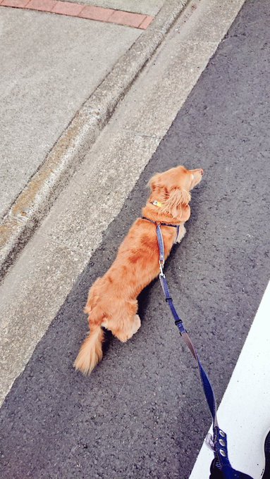 たのしいマロンポ🐶 