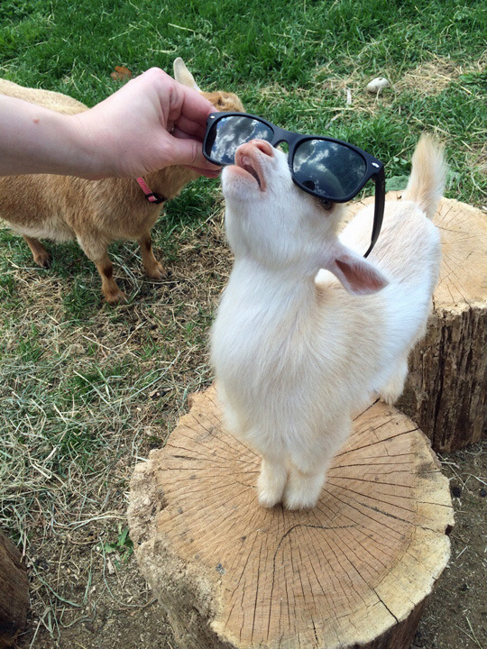 Stupidroyales's tweet photo. @BadBoyHalo opinions on goats? 
This is needed info totally for my math homework 👍👍 totally nothing else. Just goats.
Haha goats and I right?? I'll take my leave now https://t.co/0h3wMqloan