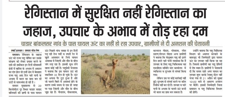 NareshCNain's tweet photo. रेगिस्तान में सुरक्षित नहीं रेगिस्तान का जहाज उपचार के अभाव में तोड़ रहे दम।

चाडार बांकलसर गांव के पास घायल ऊंट का नहीं हो रहा उपचार, ग्रामीणों ने दी अनशन की चेतावनी ।

@KatariaLalchand @pantlp https://t.co/RvdmS2sAnW