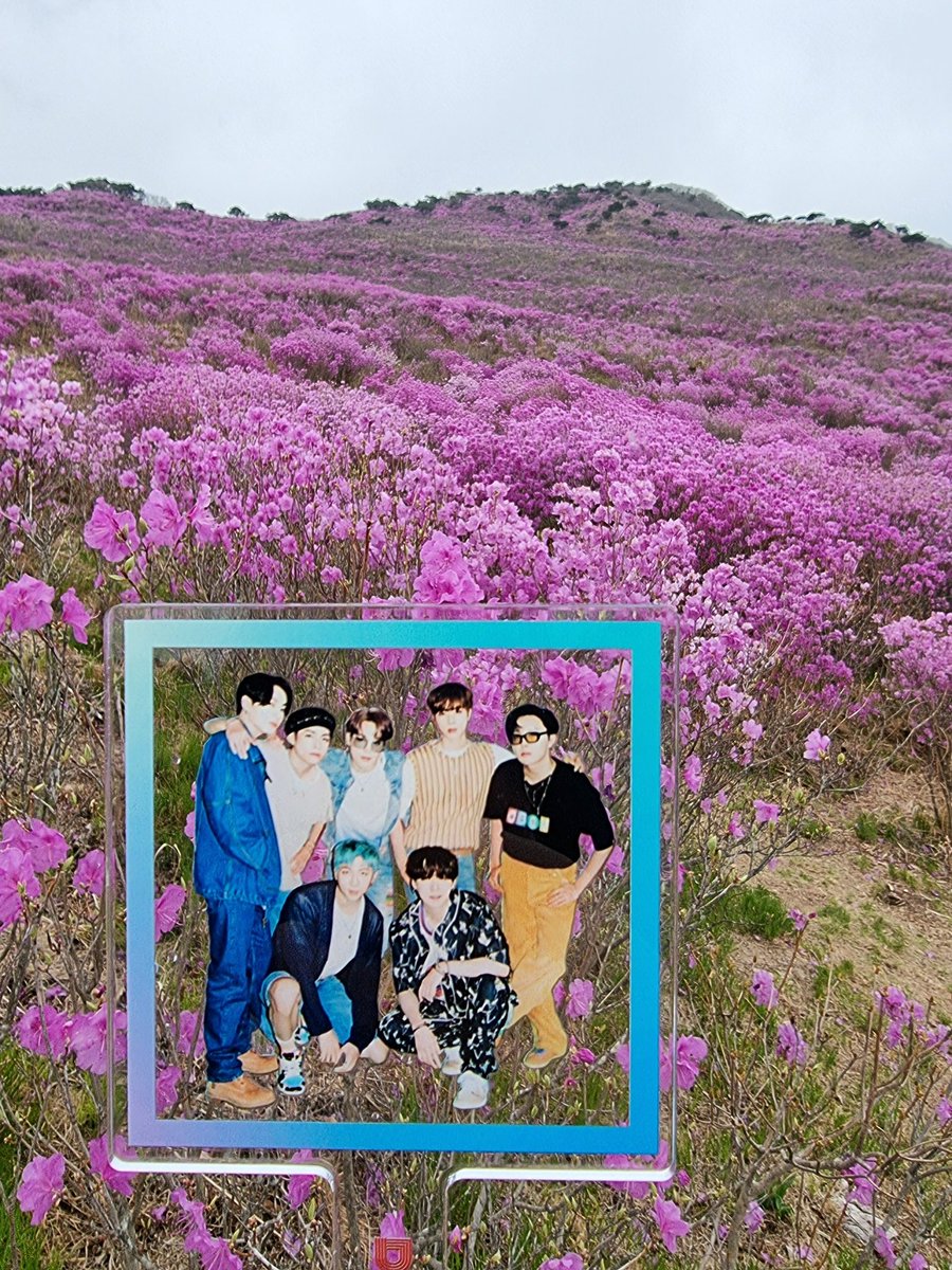sung11036013's tweet photo. 비슬산 진달래 좀 보세요
이쁜 꽃보며 한번 웃으시길🌸🌸🌸

#BTS and ARMY are writing history. 
Please play #BTS_Butter song.@BTS_twt https://t.co/hhsPKUWg9X