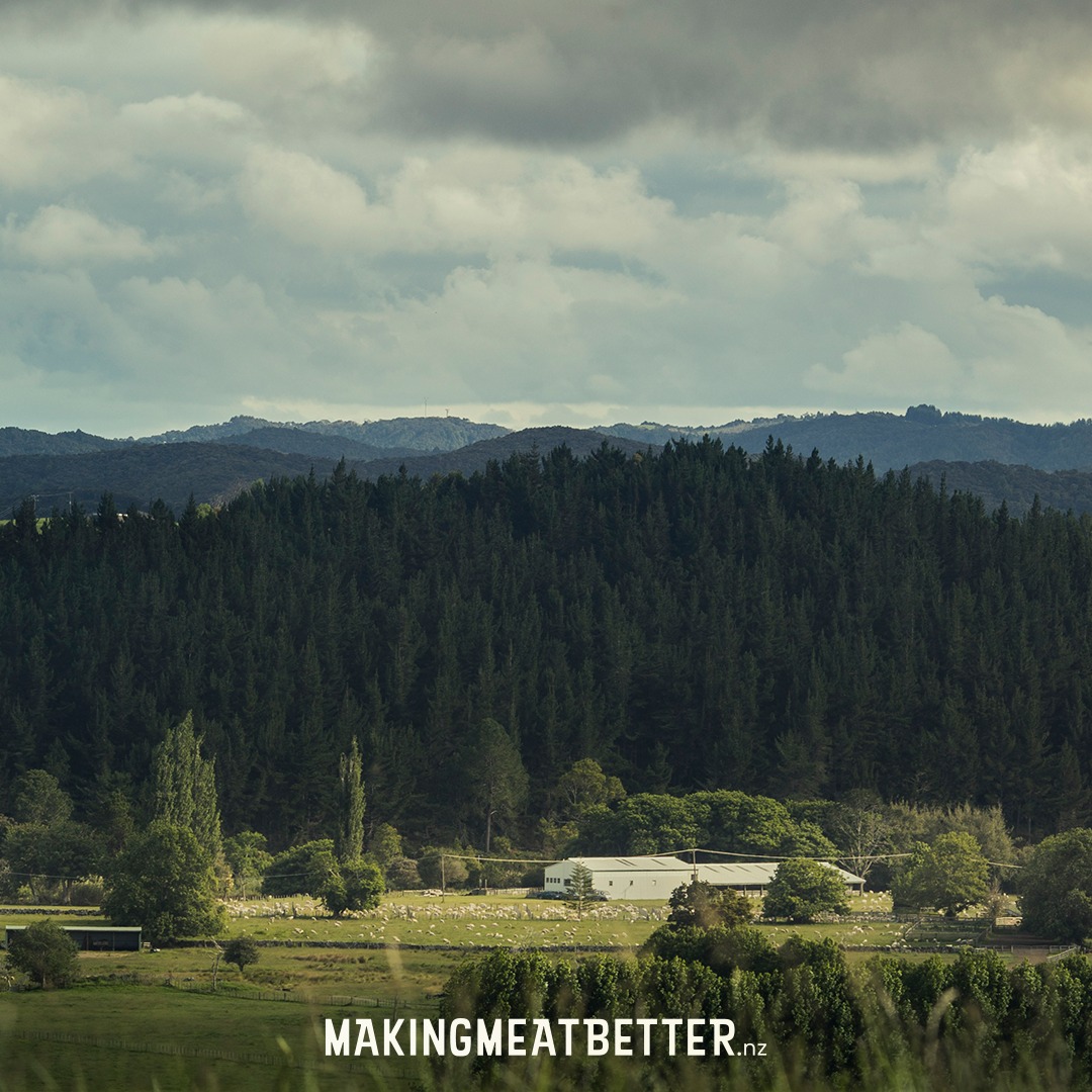 bettermeatnz's tweet photo. Increased carbon sequestration, improved soil health, and reduced pollution are only some of the advantages of New Zealand's grass-based farming systems.
#GrassFed #NZGrassFed #makingmeatbetter @BeefLambNZ @NZBeefLamb https://t.co/SGOms6lH4P