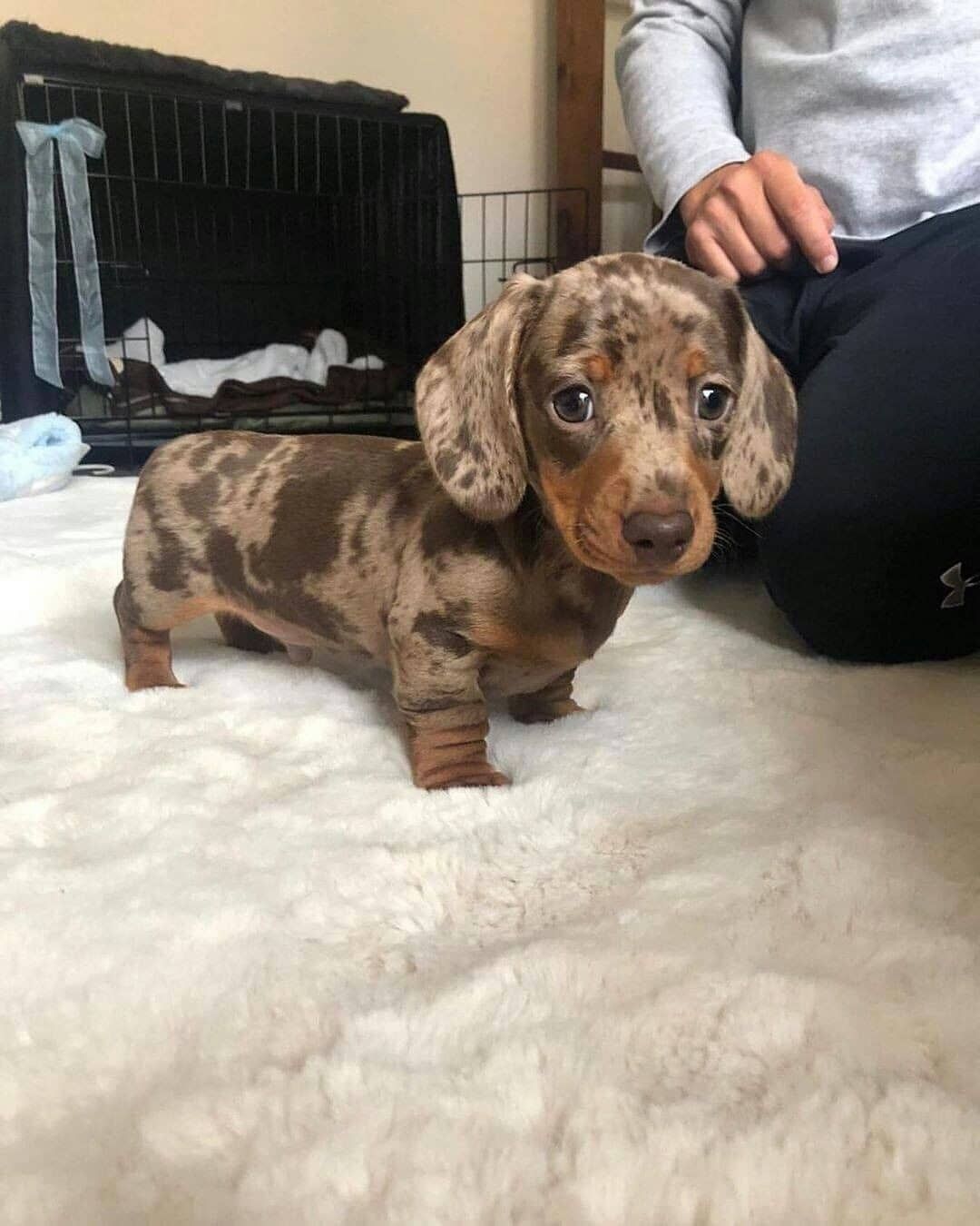 baby wiener dog